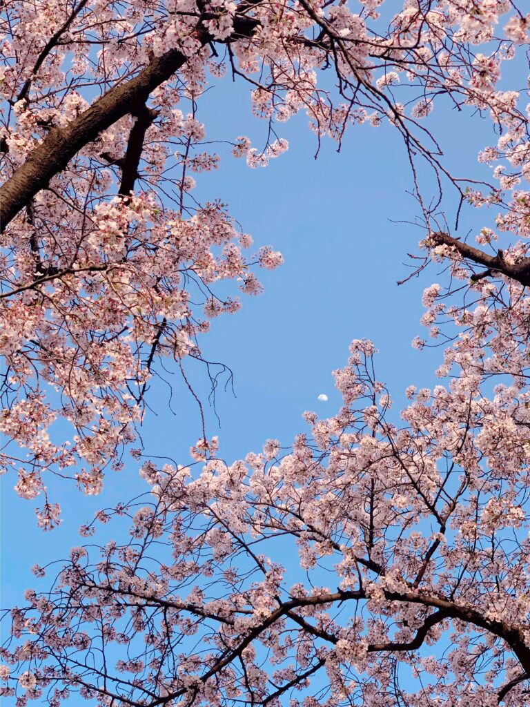 Cherry blossoms in full bloom at Deoksugung Palace in spring
