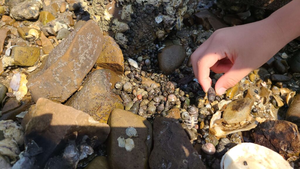 Small sea snails and shells in a tide pool near Daecheon Beach, Korea